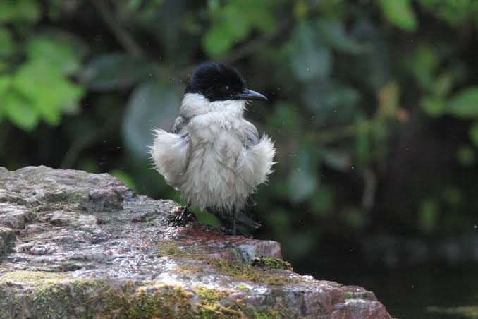 鳥が集まってくるトピ
