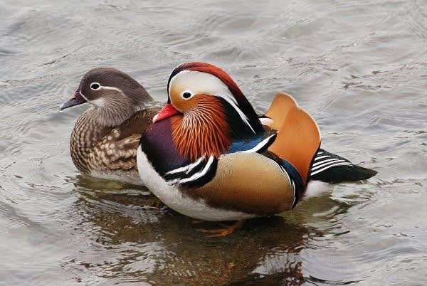 鳥が集まってくるトピ