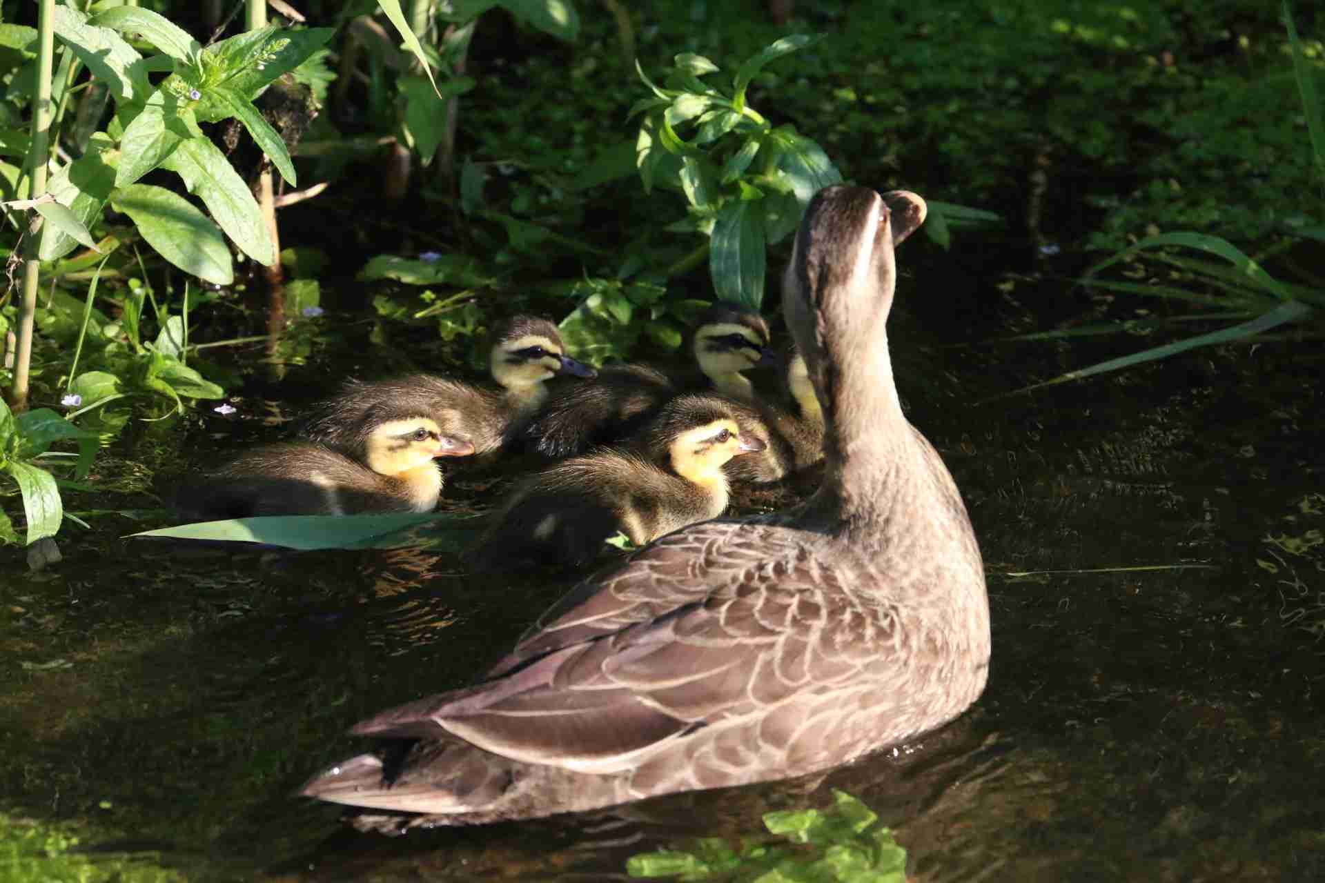 鳥が集まってくるトピ