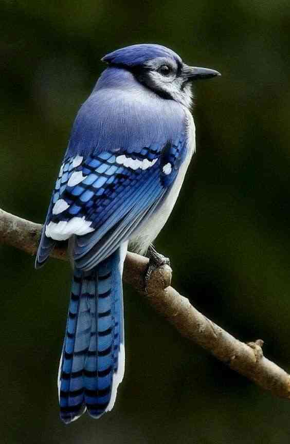 鳥が集まってくるトピ