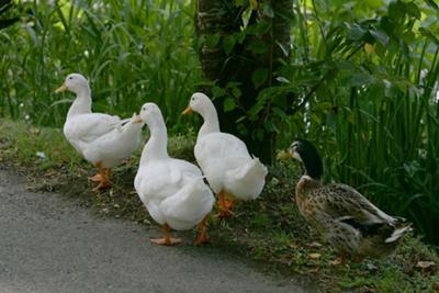 鳥が集まってくるトピ