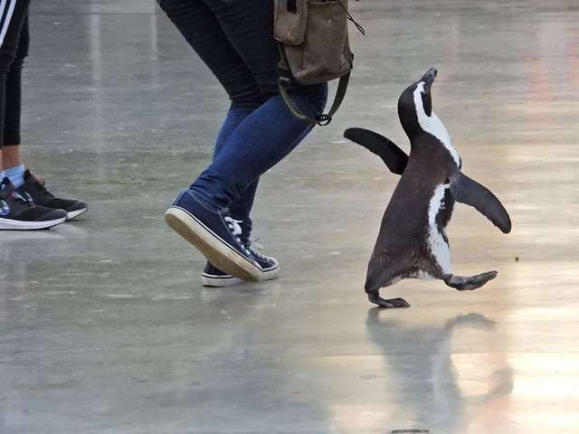 鳥が集まってくるトピ