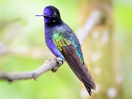 鳥が集まってくるトピ