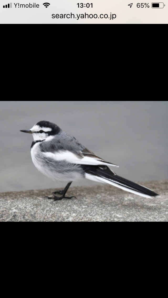 鳥が集まってくるトピ