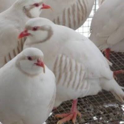 鳥が集まってくるトピ