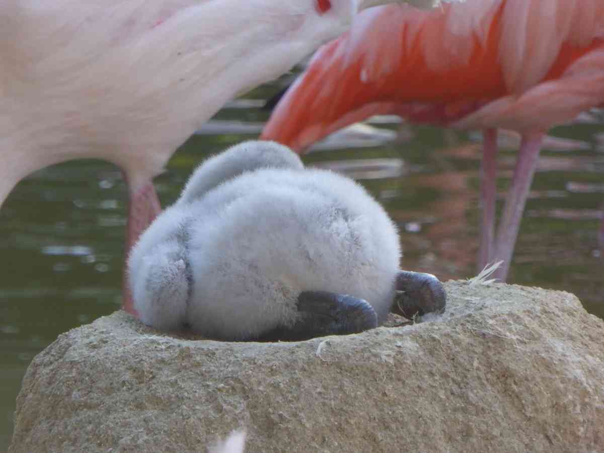 鳥が集まってくるトピ