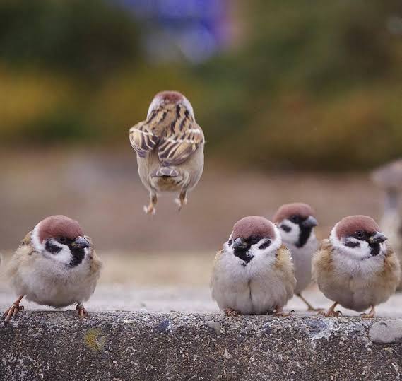 鳥が集まってくるトピ