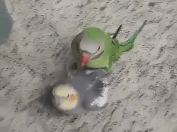 鳥が集まってくるトピ