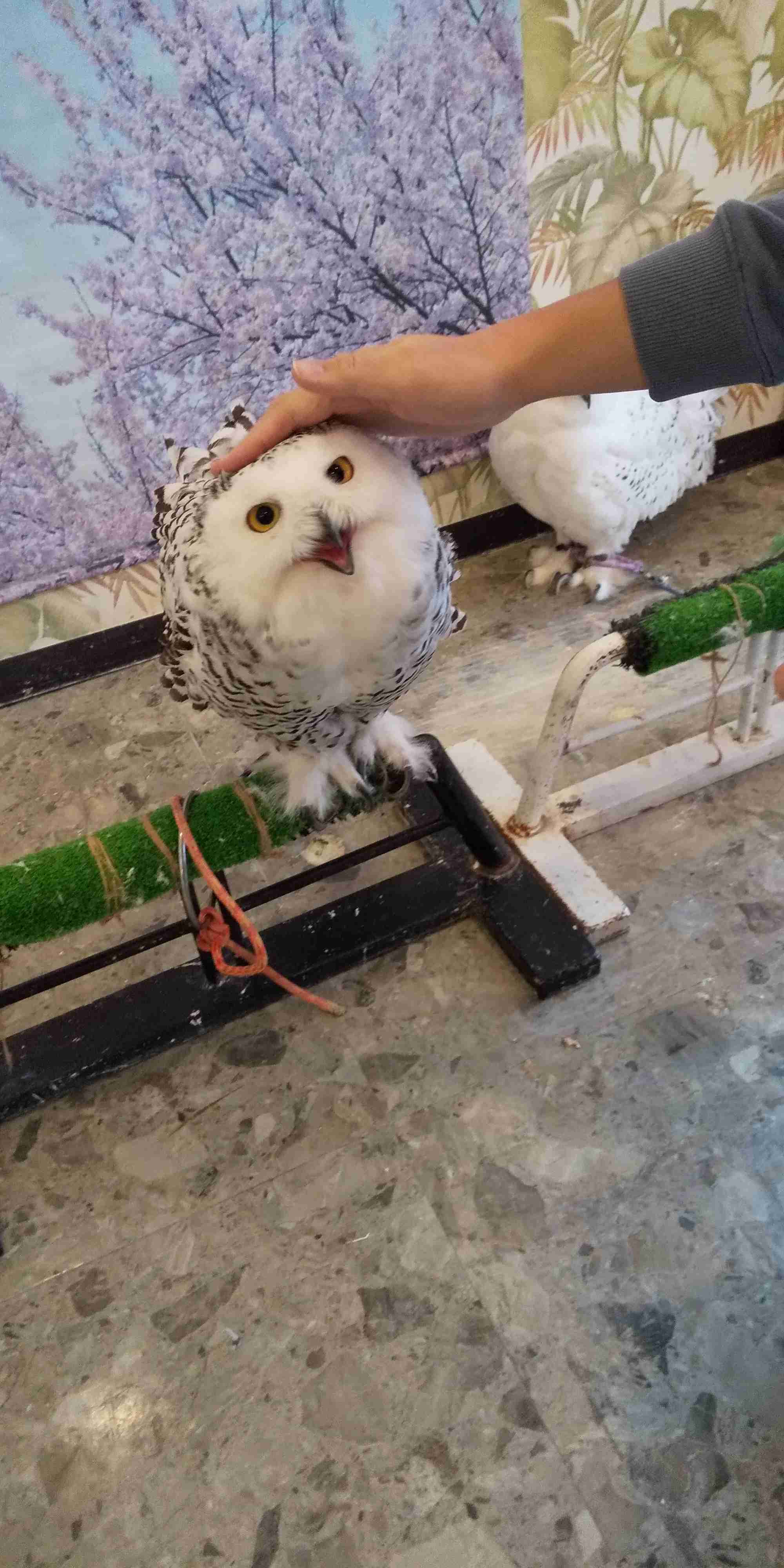 鳥が集まってくるトピ