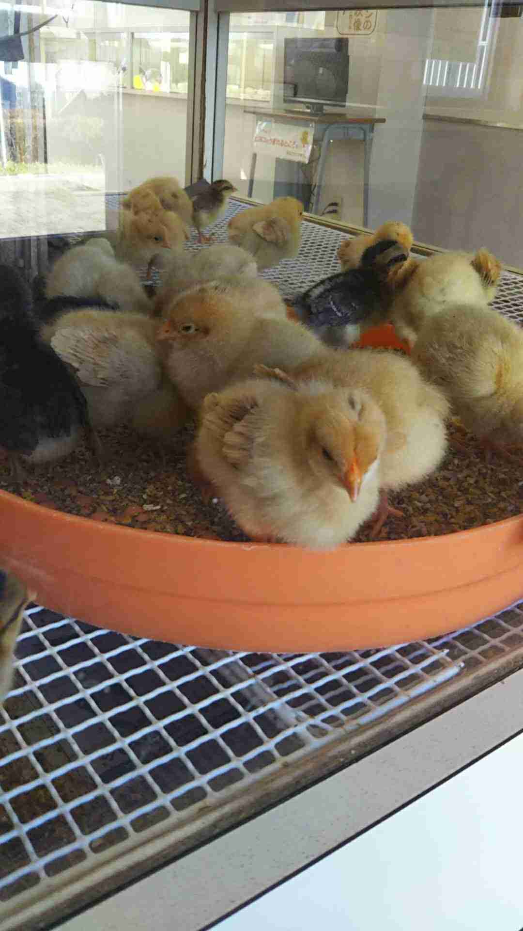 鳥が集まってくるトピ