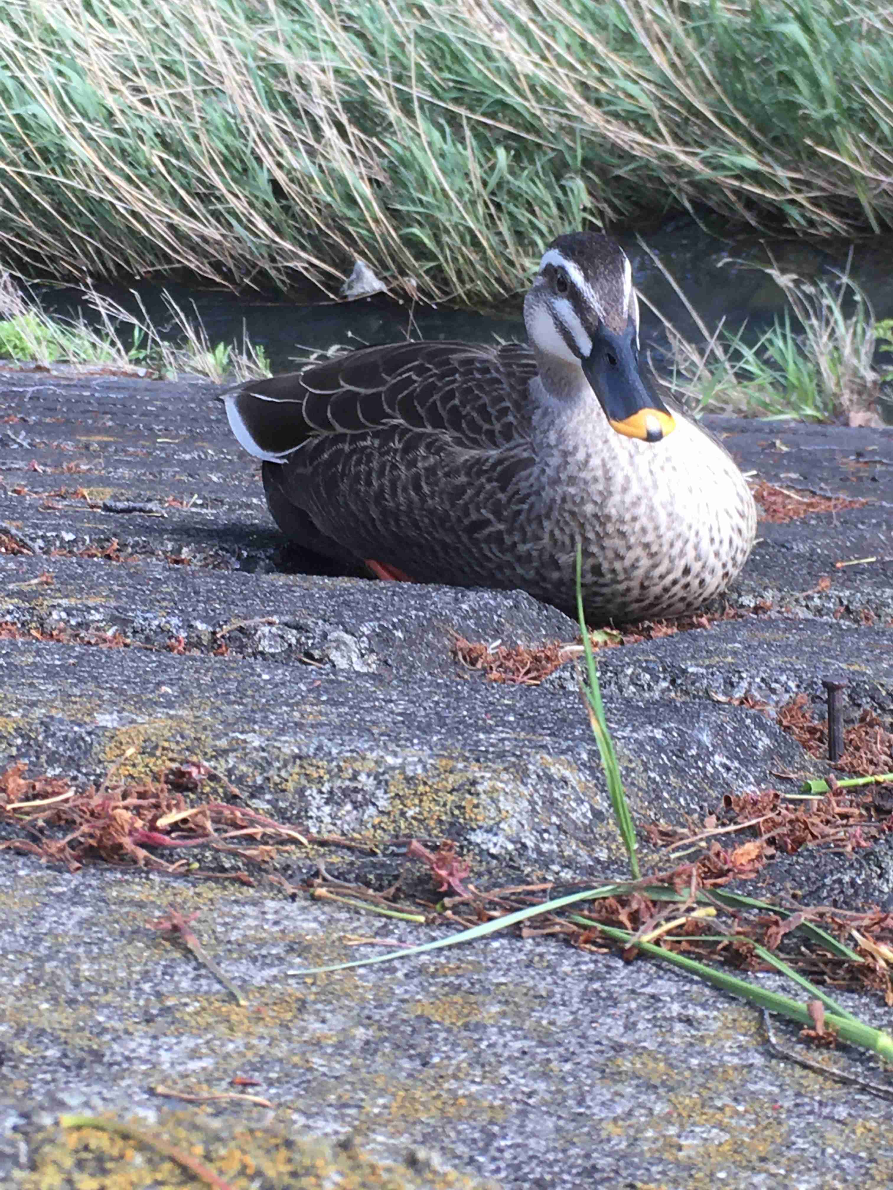 鳥が集まってくるトピ
