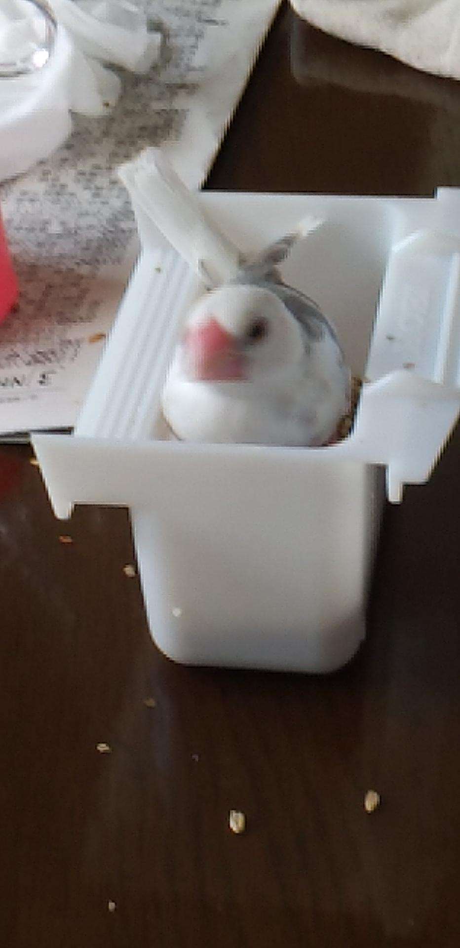 鳥が集まってくるトピ