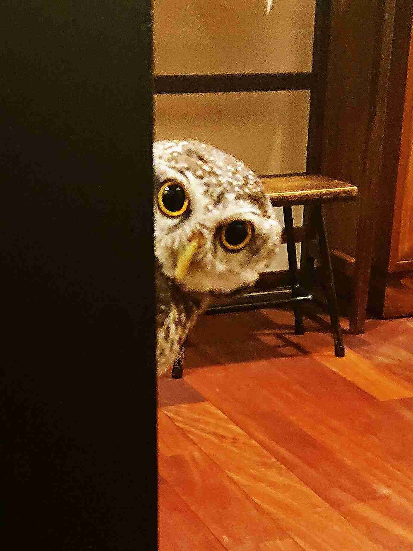 鳥が集まってくるトピ