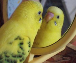 鳥が集まってくるトピ