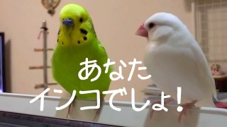 鳥が集まってくるトピ