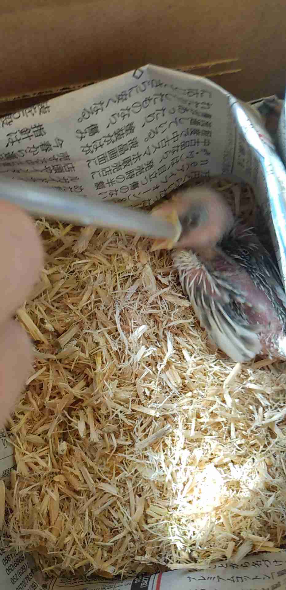 鳥が集まってくるトピ
