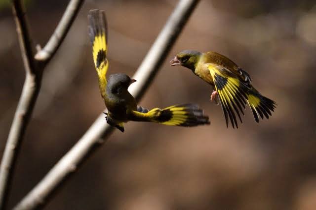 鳥が集まってくるトピ