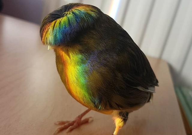 鳥が集まってくるトピ