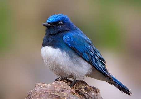 鳥が集まってくるトピ