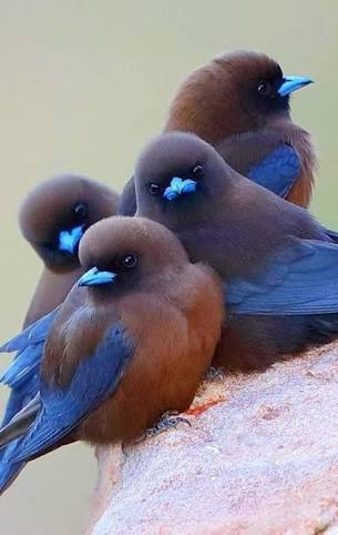 鳥が集まってくるトピ