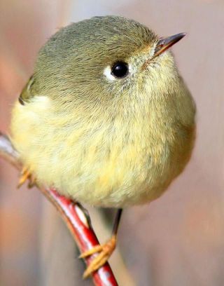鳥が集まってくるトピ