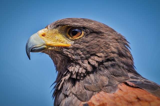 鳥が集まってくるトピ