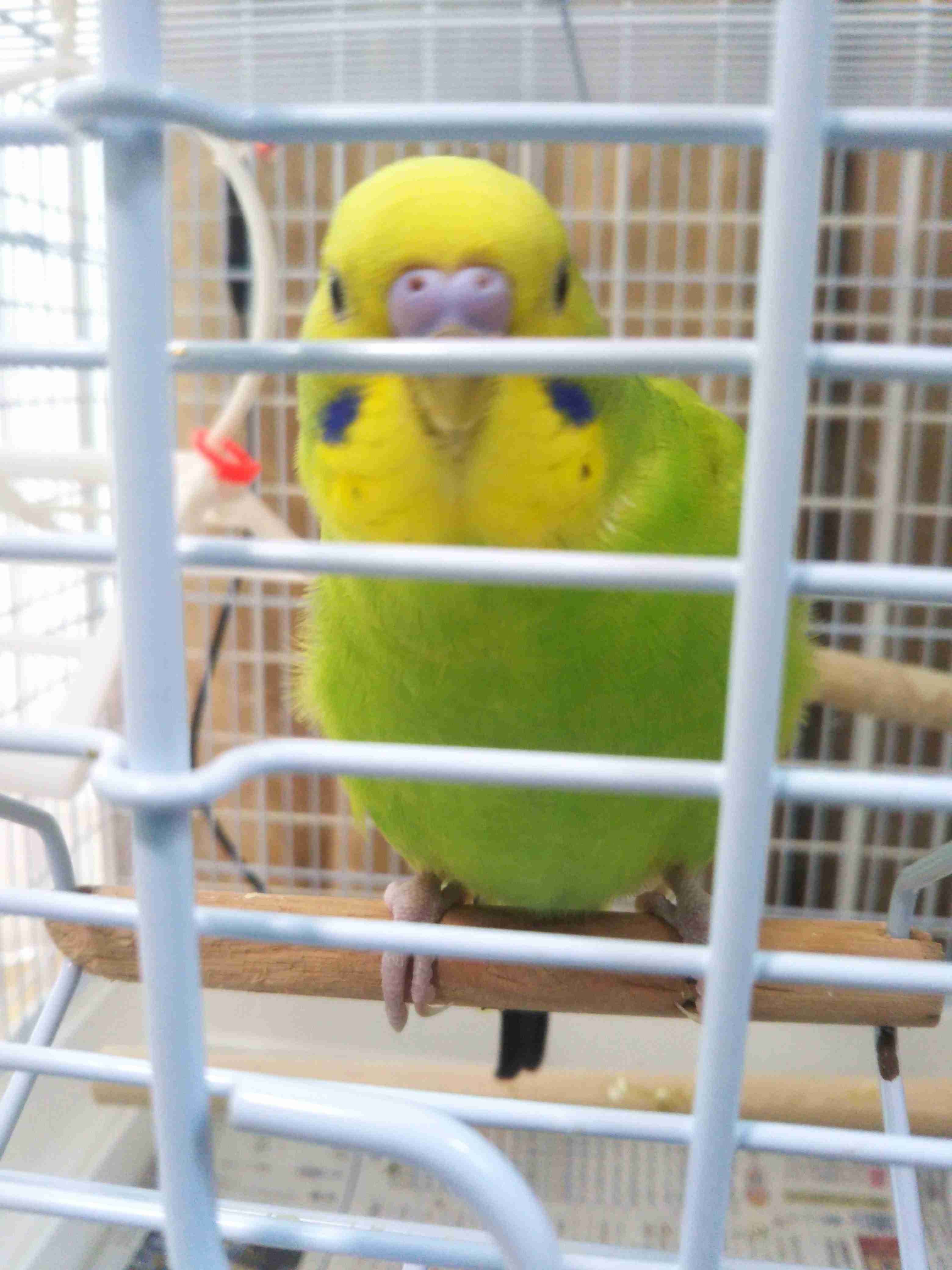 鳥が集まってくるトピ