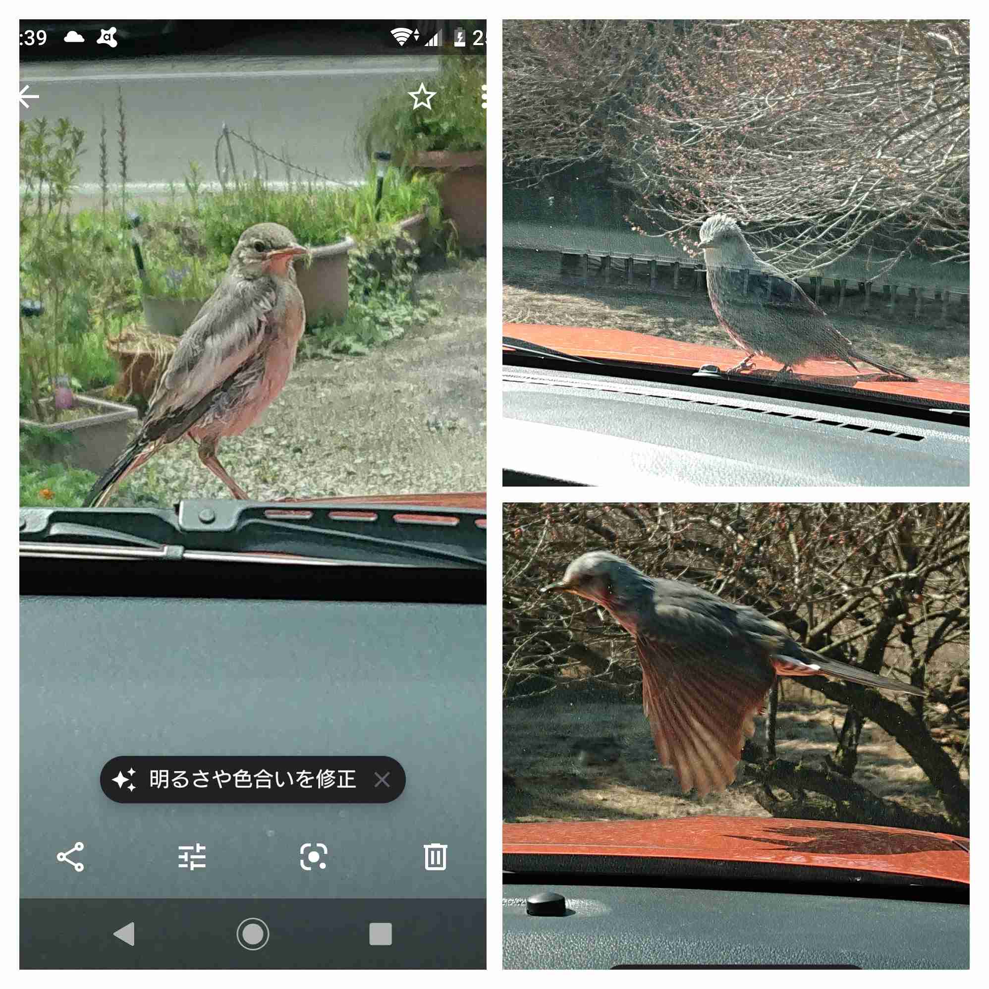 鳥が集まってくるトピ