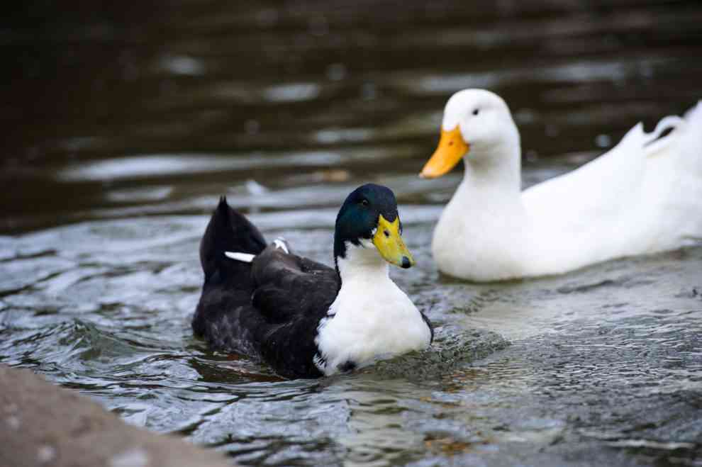 鳥が集まってくるトピ