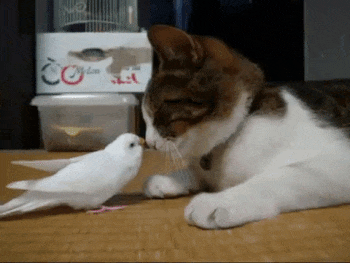 鳥が集まってくるトピ