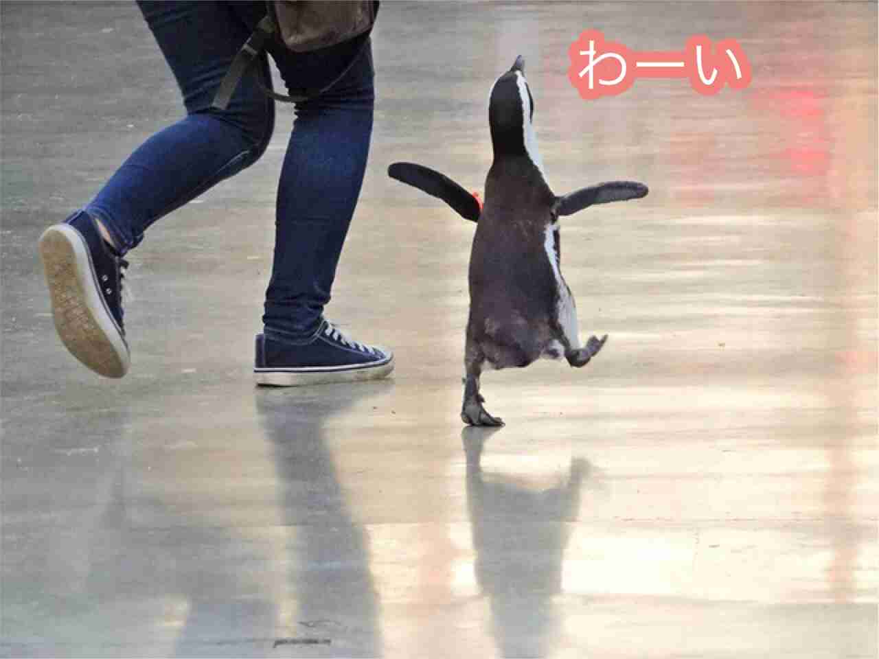 鳥が集まってくるトピ