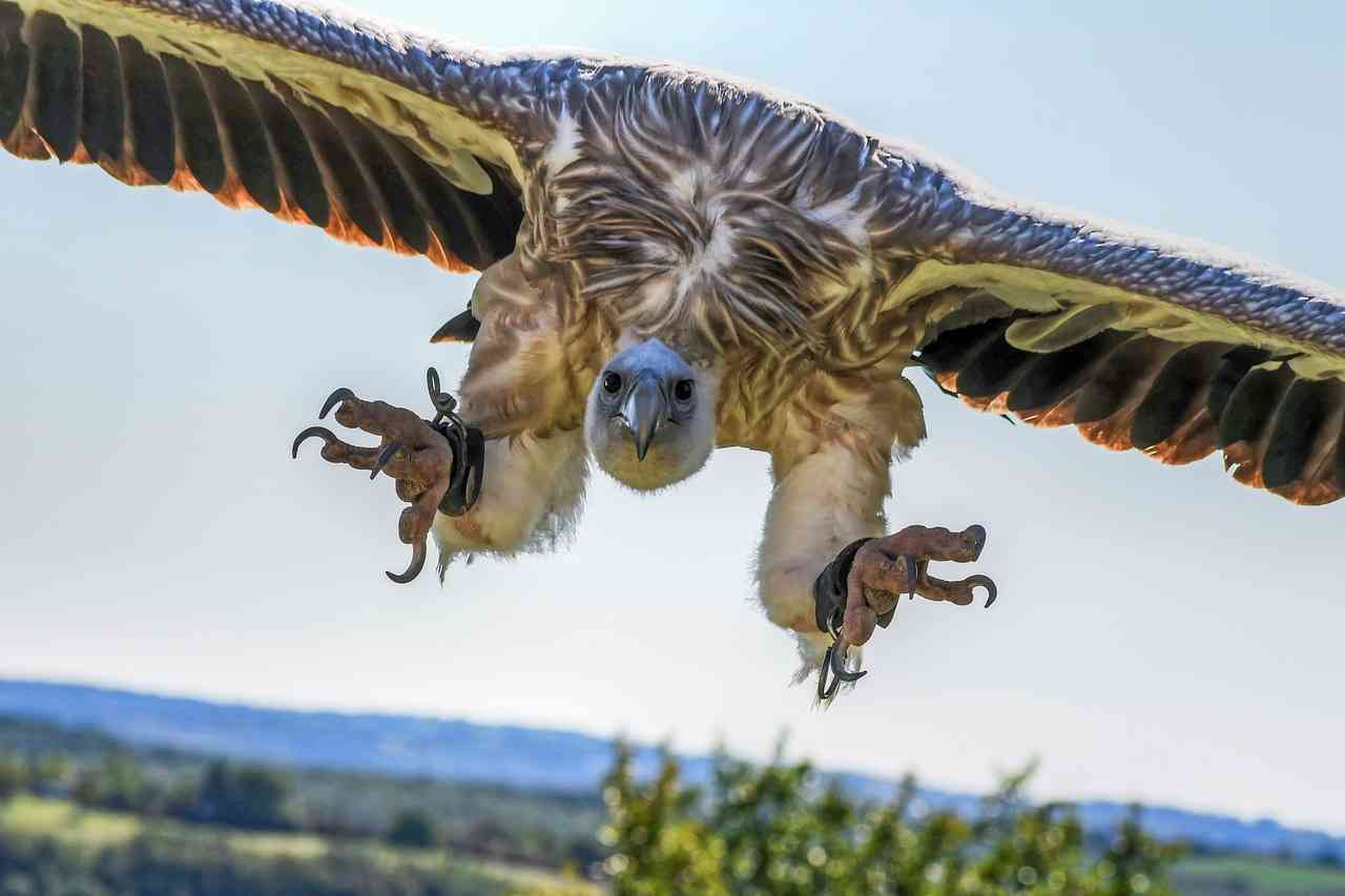 鳥が集まってくるトピ