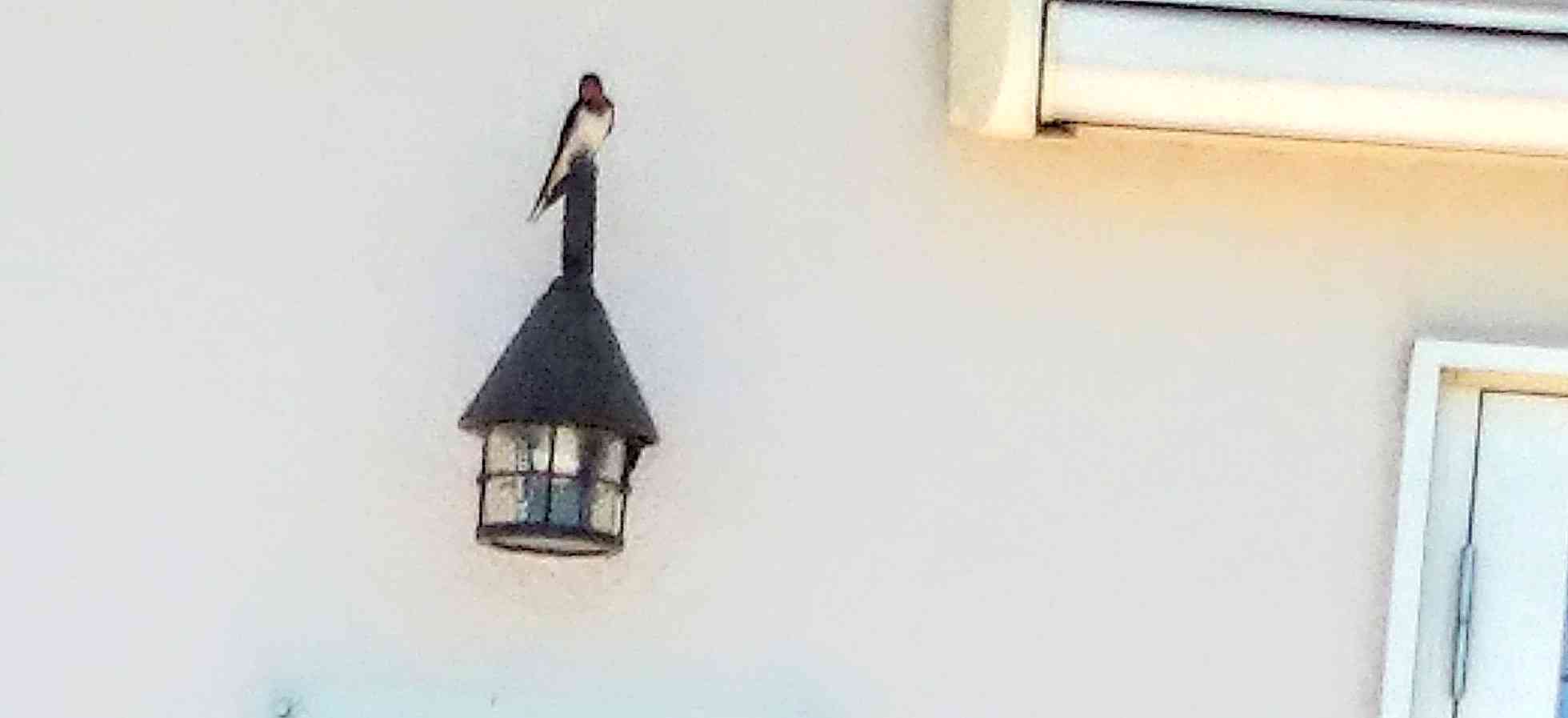 鳥が集まってくるトピ