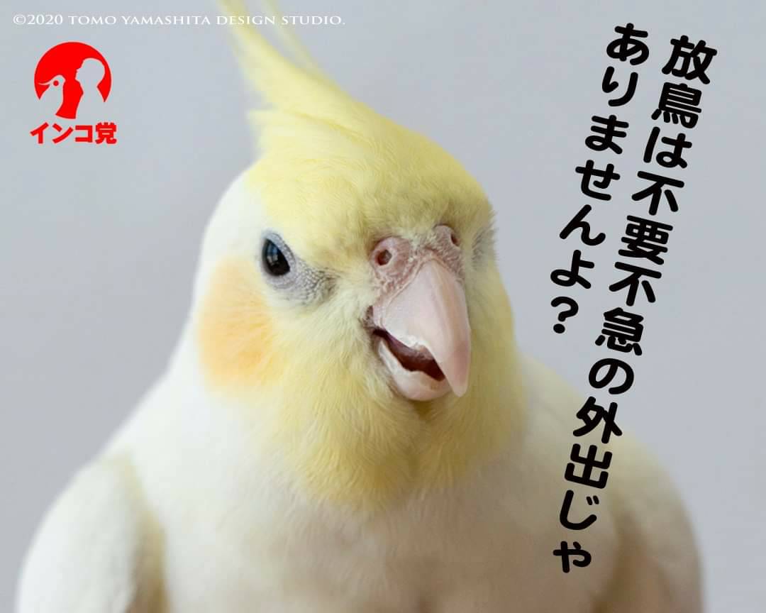 鳥が集まってくるトピ