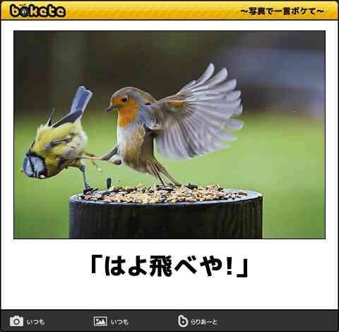 鳥が集まってくるトピ
