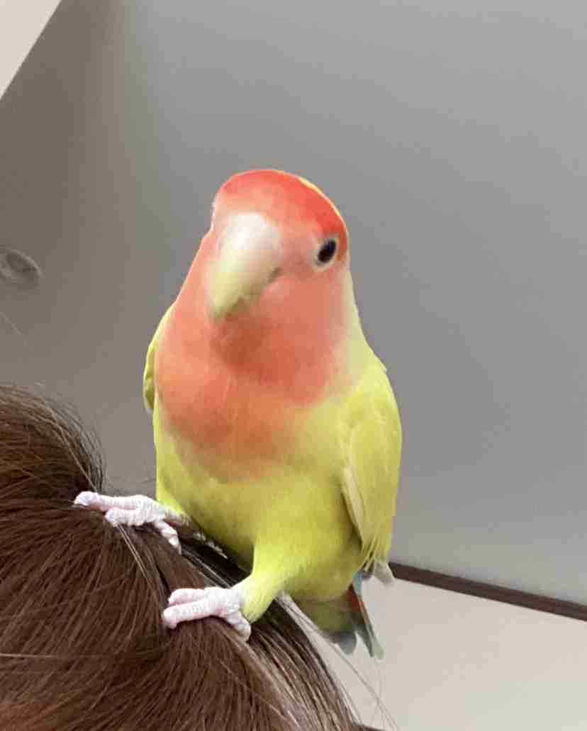 鳥が集まってくるトピ