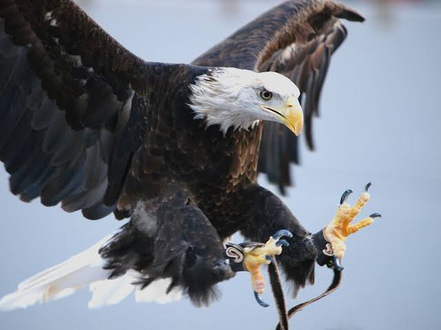 鳥が集まってくるトピ