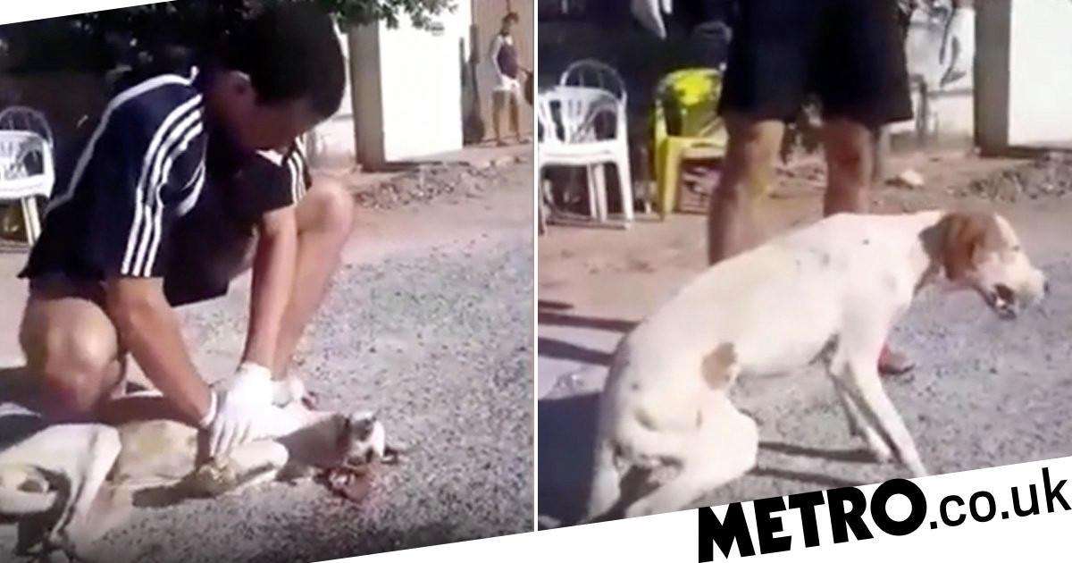 獣医見習いの19歳、路上で心肺停止の犬の命を救う（ブラジル）