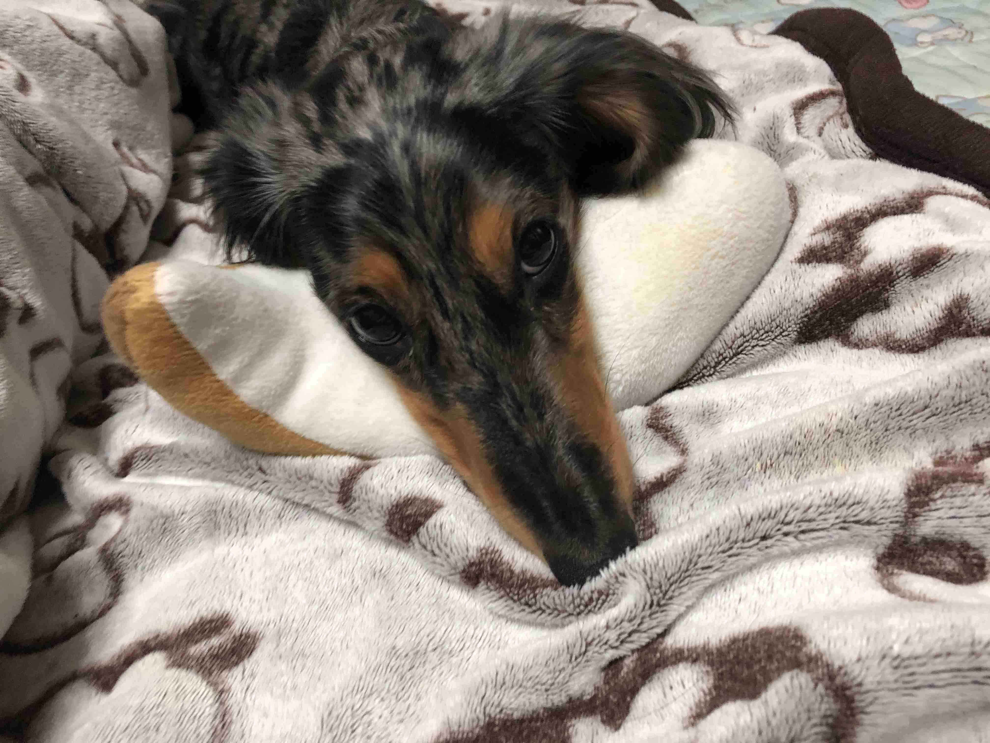 犬 初心者 質問コーナー