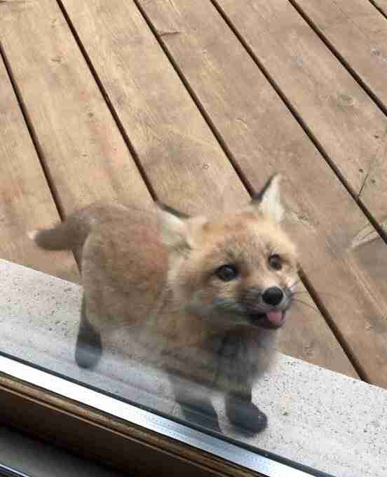 犬 初心者 質問コーナー