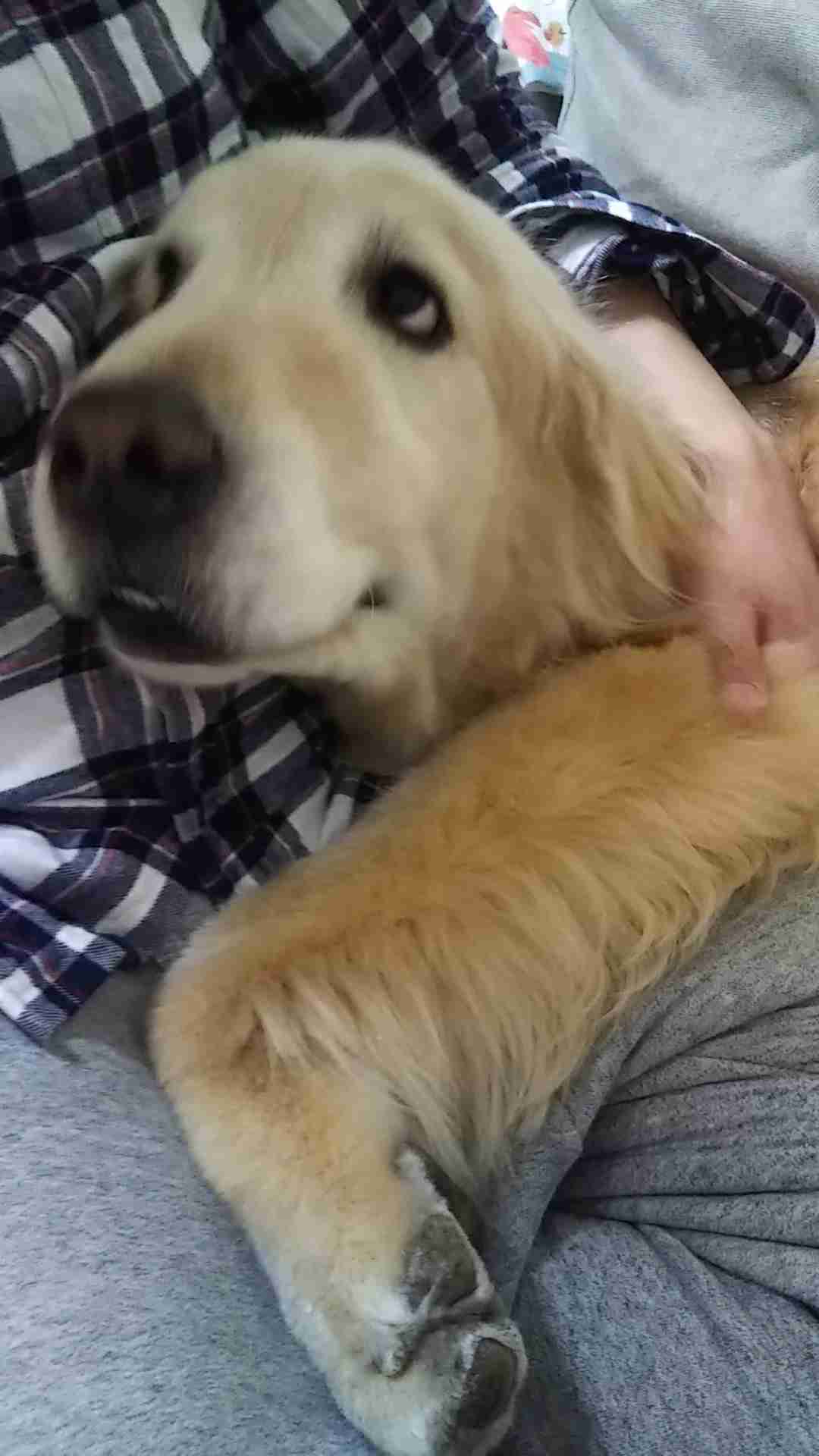 犬 初心者 質問コーナー