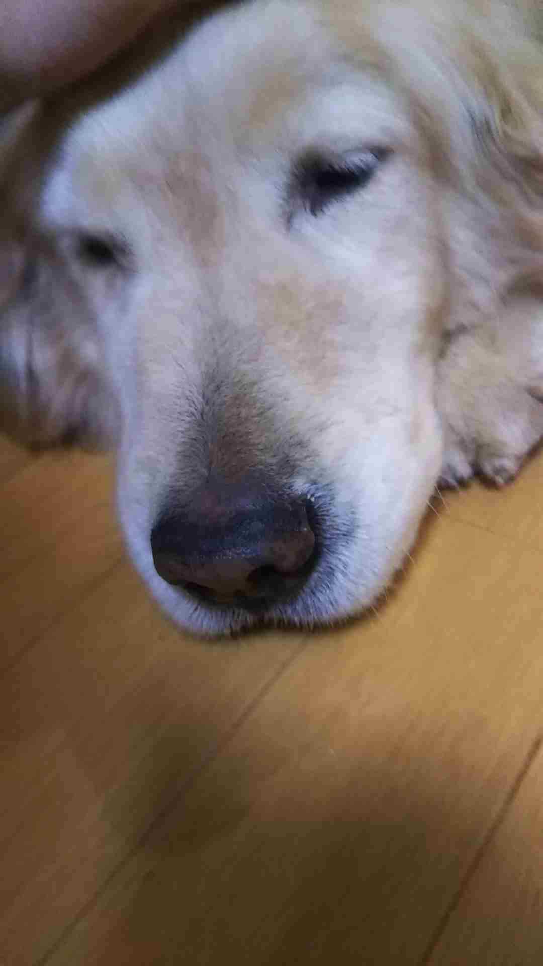 犬 初心者 質問コーナー