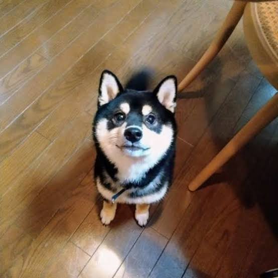 犬 初心者 質問コーナー