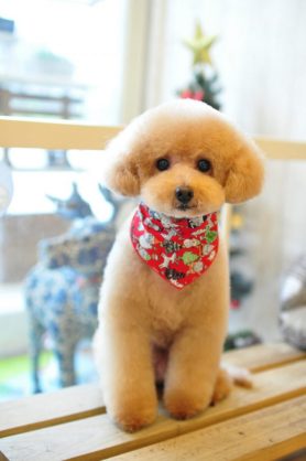 犬 初心者 質問コーナー