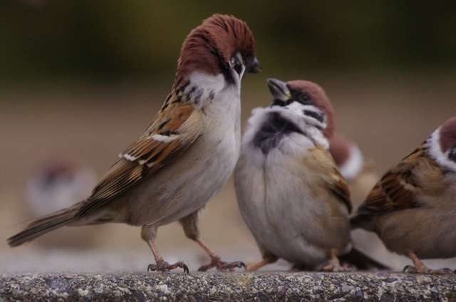 荒ぶる動物たち