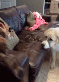荒ぶる動物たち