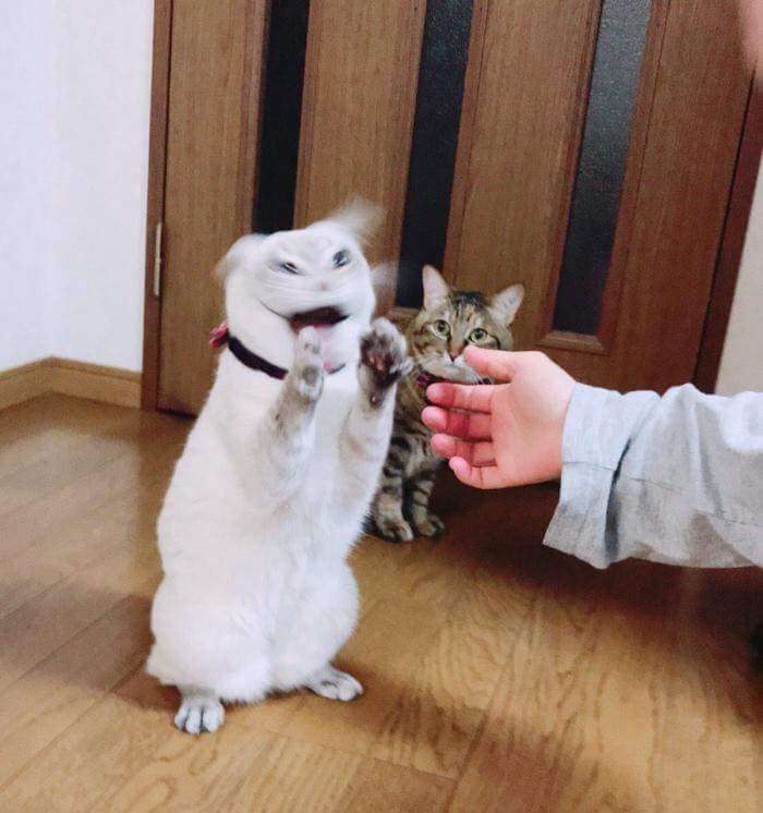 荒ぶる動物たち