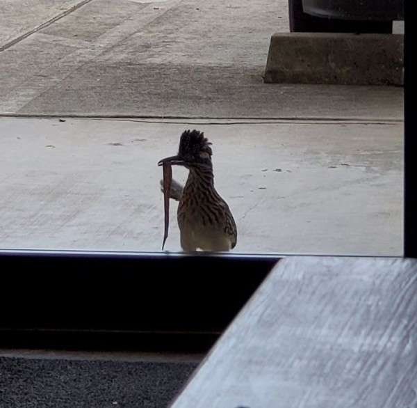 荒ぶる動物たち