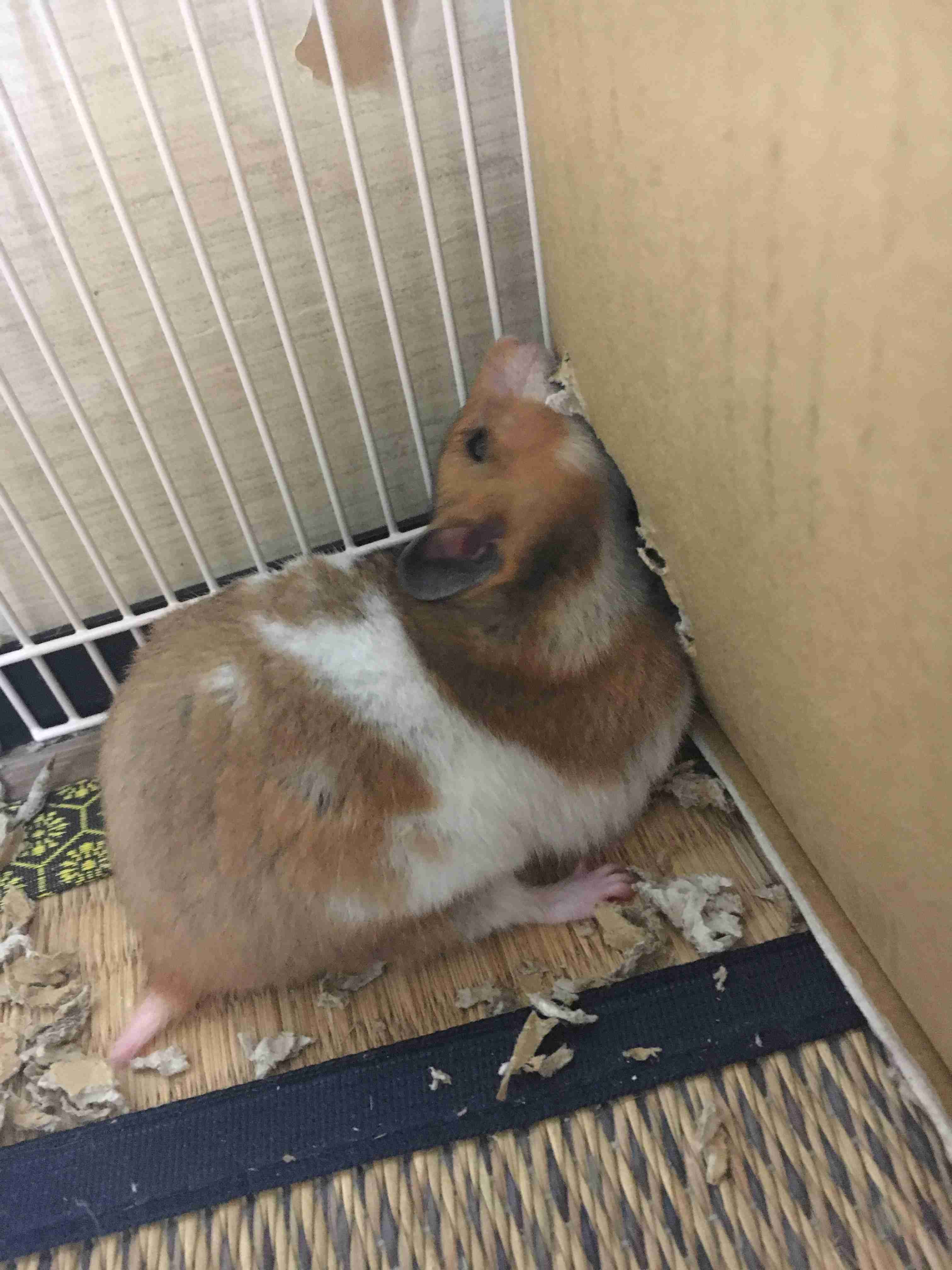 荒ぶる動物たち