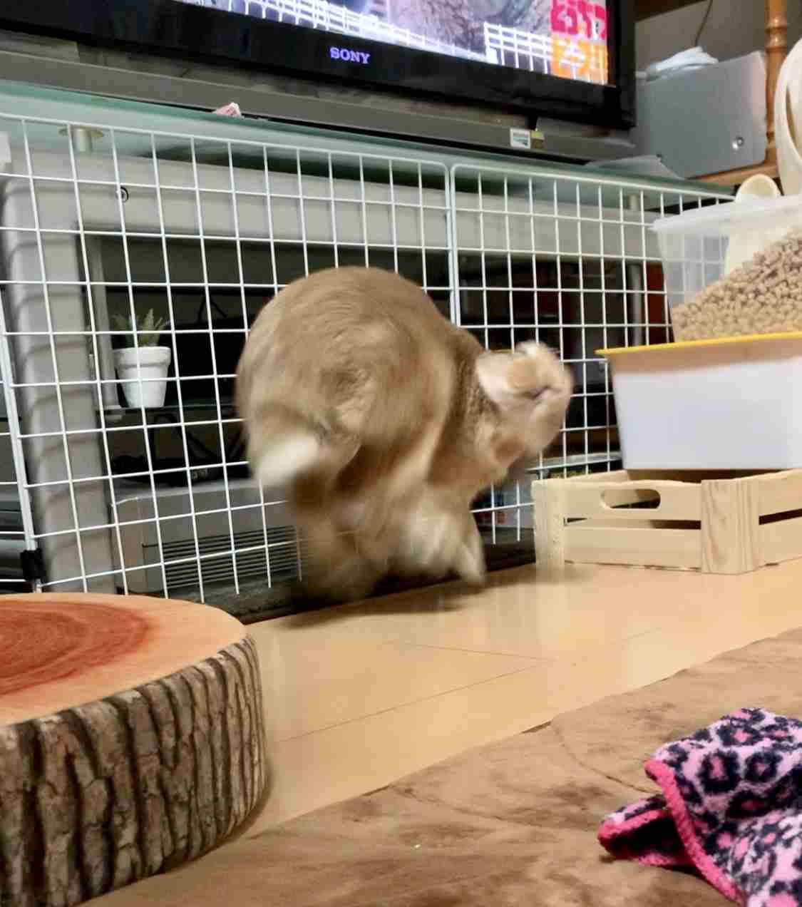 荒ぶる動物たち